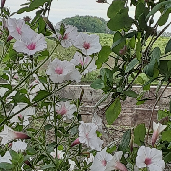 Meet your Posher, Layne - Picture 4 of 16